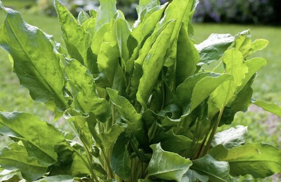 Rūgštynių daigai PAPRASTOSIOS