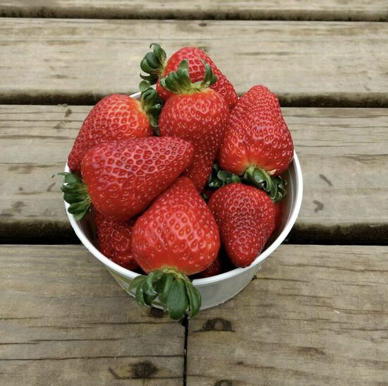 Braškių daigai RUMBA - ankstyva