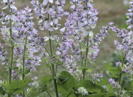 Šalavijo daigai MUSKATINIO