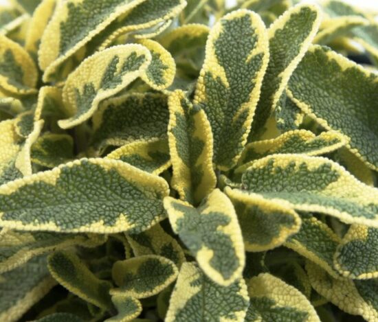 MARGALAPIO šalavijo daigai