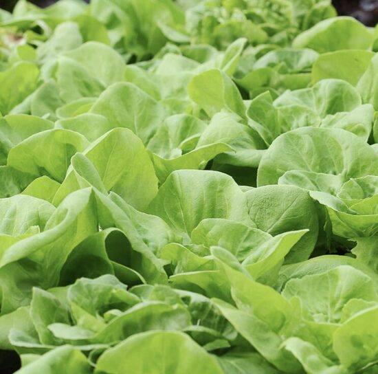 Paprastųjų salotų daigai