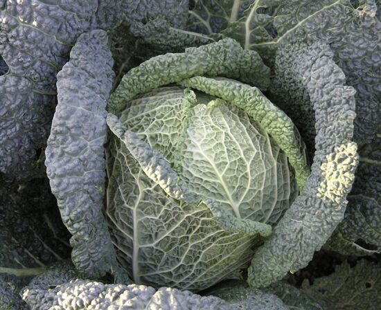 Kopūstų daigai savojinių