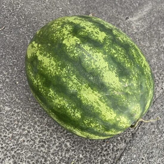 Arbūzų daigai SENSEI