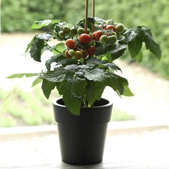 Pomidorų daigai SNEGIRIOK – vazoniniai. Įšaknydinti nuolatiniame 5 litrų talpos auginimo vazone