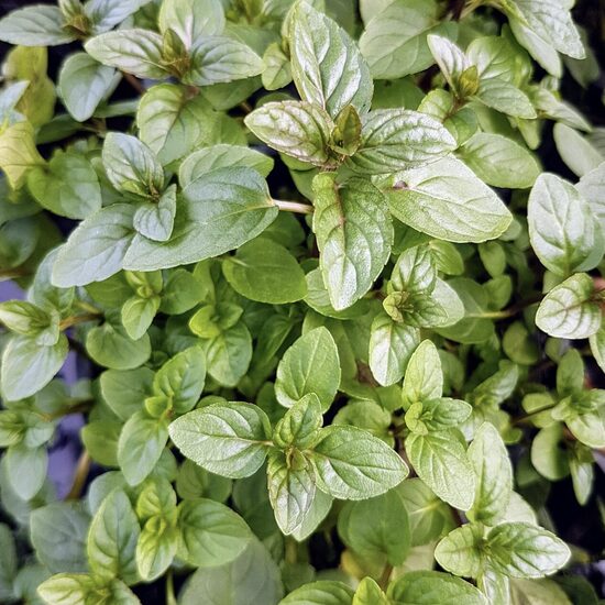 Mėtų daigai ŠOKOLADINĖS