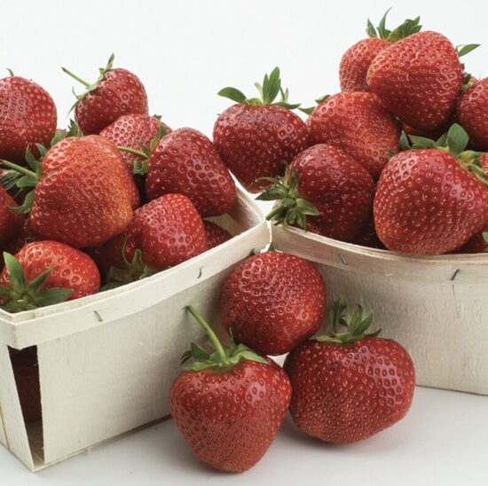 Braškių daigai SONATA - vidutiniškai ankstyva