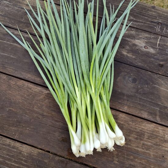 Svogūnų laiškinių daigai