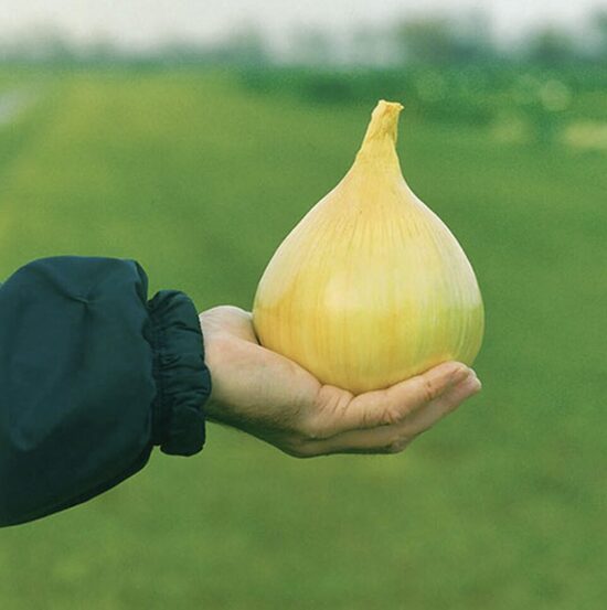Svogūnų daigai EXHIBITION 
