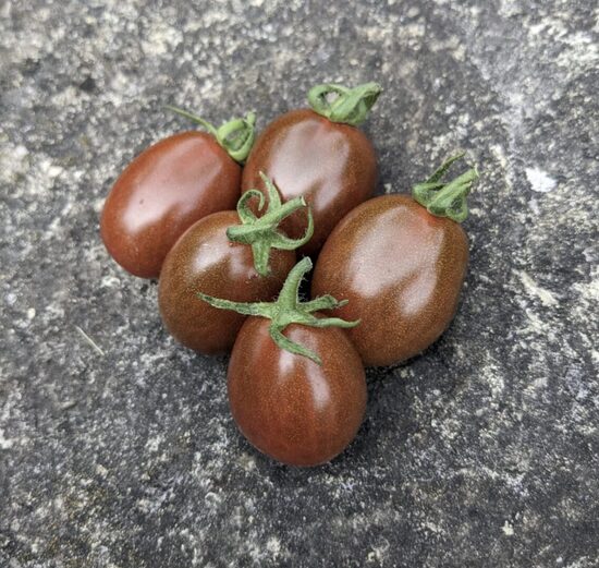 Pomidorų daigai SINISTER MINISTER – vyšniniai, aukštaūgiai, vidutiniškai ankstyvi