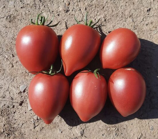 Pomidorų daigaI RUGBY – avietiniai, slyviniai, aukštaūgiai, ankstyvi