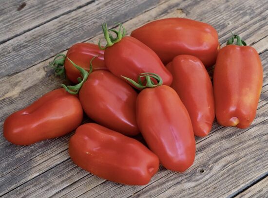 Pomidorų daigai KAZANOVA – avietiniai, slyviniai, aukštaūgiai, vidutiniškai ankstyvi