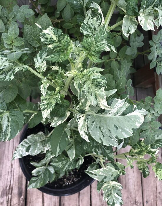 Pomidorų daigai VARIEGATED SPLASH OF CREAM – vidutinio aukščio, ankstyvi