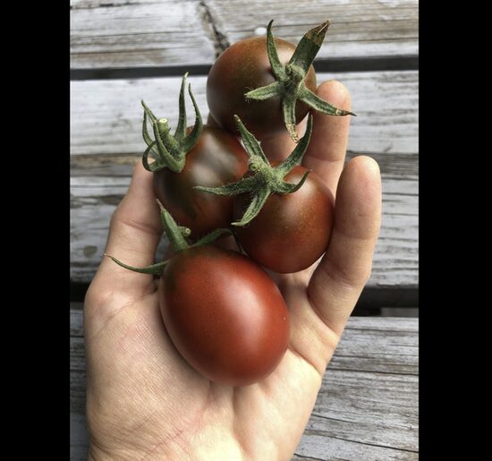 Pomidorų daigai DE BARAO BLACK – slyviniai, aukštaūgiai, vidutiniškai ankstyvi