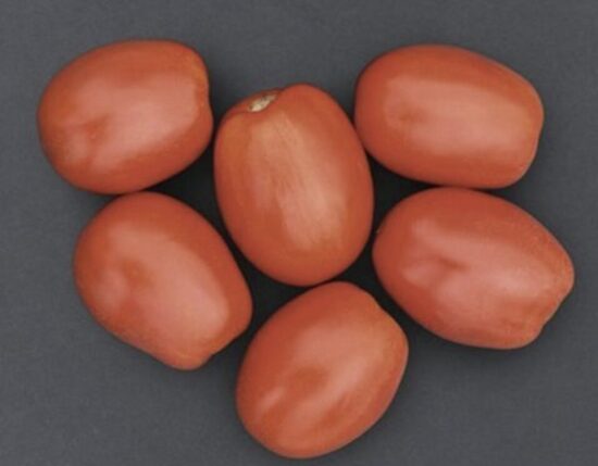 Pomidorų daigai DE BARAO RED – slyviniai, aukštaūgiai, vidutiniškai ankstyvi