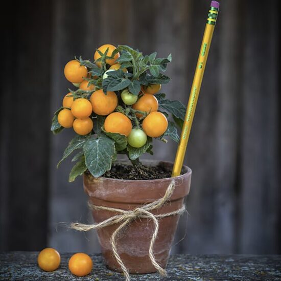 Pomidorų daigai VENUS – vazoninai