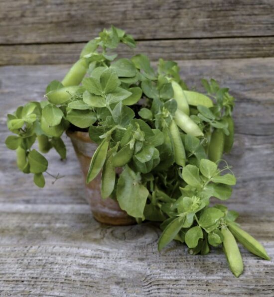 Žirnių saldžiųjų daigai HALF PINT– vazoniniai. Įšaknydinti 5 litrų talpos augimo vazone