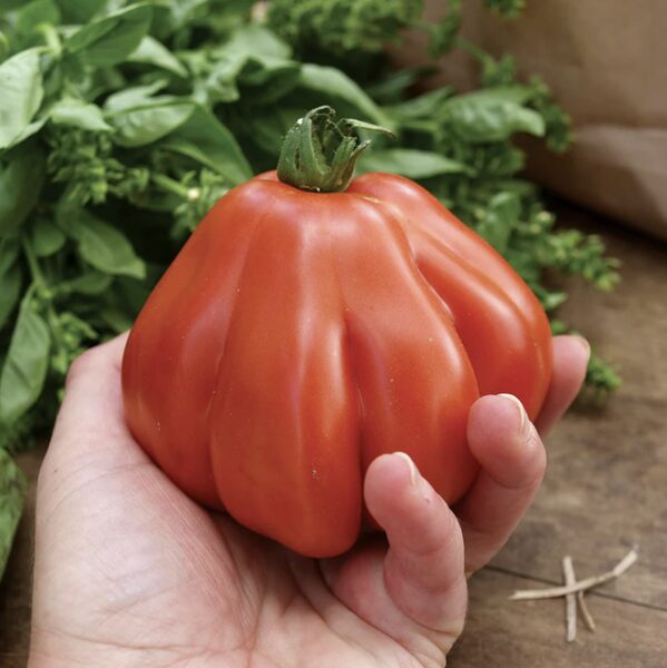 Pomidorų daigas ARAWAK - mėsingi, aukštaūgiai, vidutiniškai ankstyvi