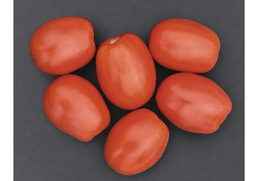 Pomidorų daigas DE BARAO RED (slyviniai) (aukštaūgiai)