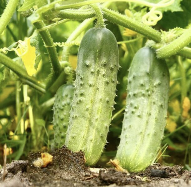 Agurkų daigai RODNIČIOK 