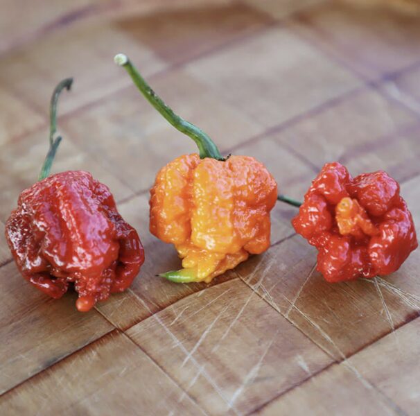 Čili paprikų daigas CAROLINA REAPER (ypač aitrios)
