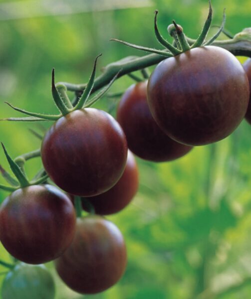 BLACK CHERRY ilgastiebis / ankstyvas / šiltnamiui