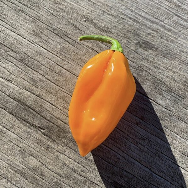 Čili paprikų daigas HABANERO ORANGE (labai aitrios) 