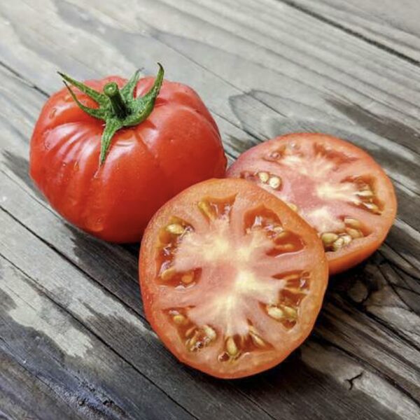 Pomidorų daigas MARMANDE (aukštaūgiai)