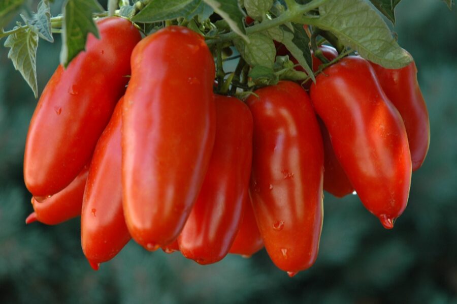 SAN MARZANO