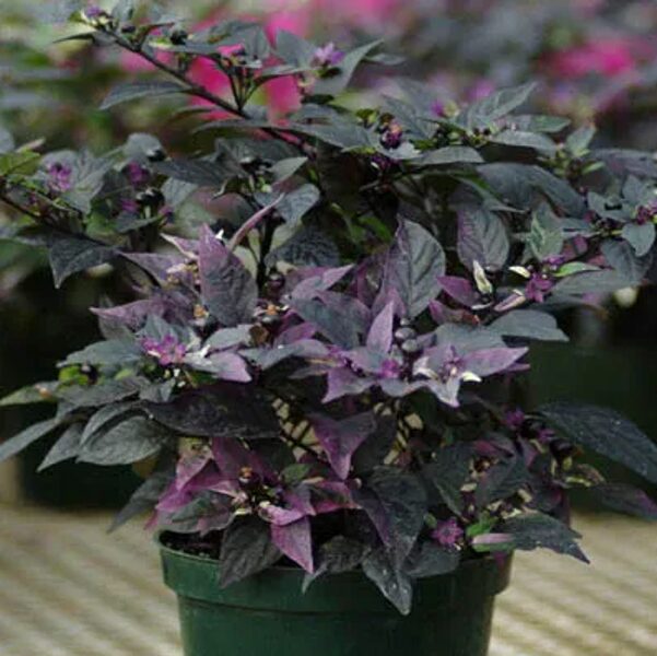 Vazoninių paprikų daigas  BLACK OLIVE ORNAMENTAL (aitrios)