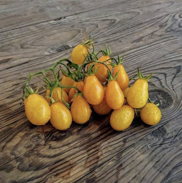 Pomirodų daigas PERA NARANJA (vyšniniai) (aukštaūgiai)