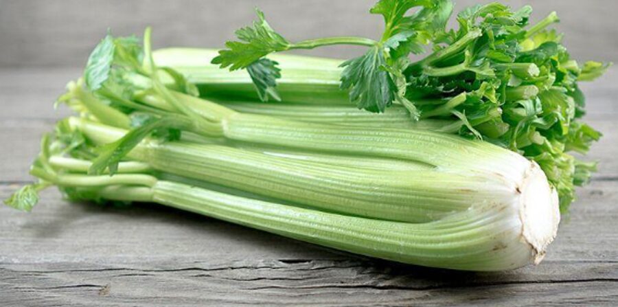 SALIERAS (lapkotinis)