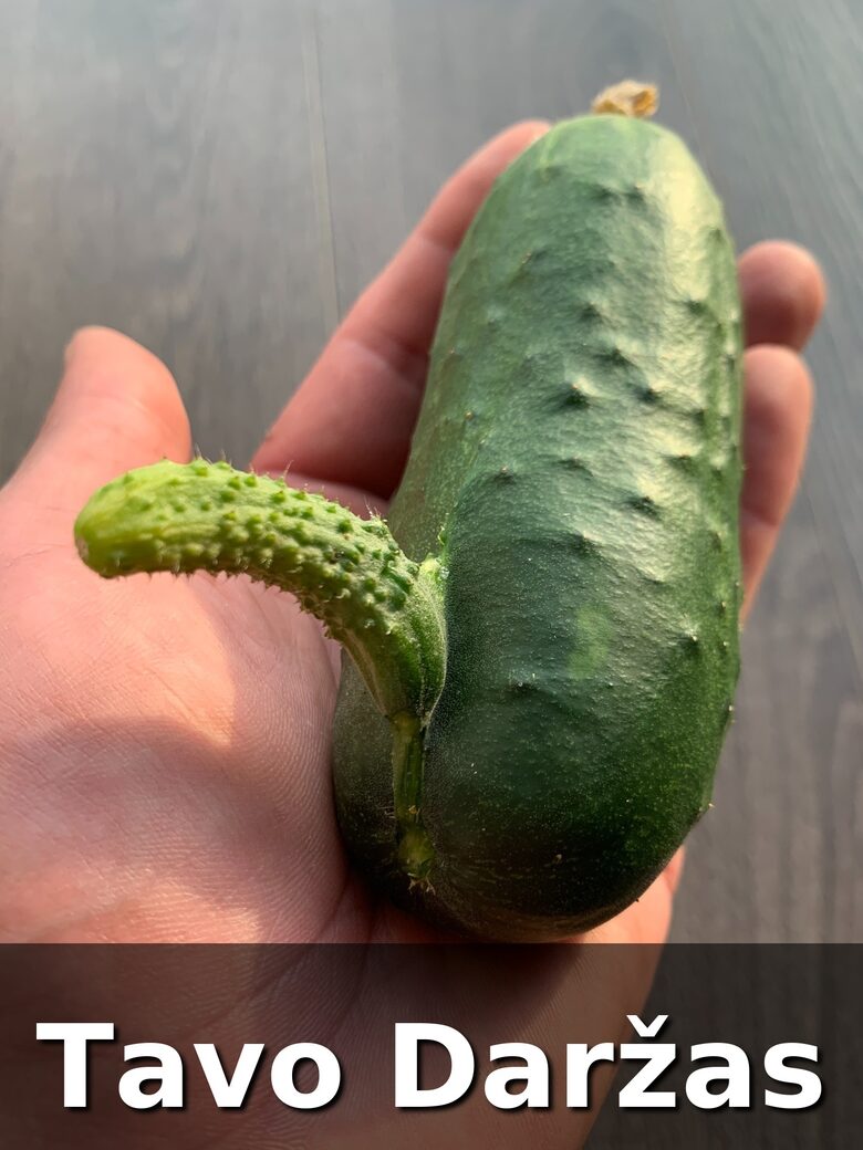 Agurkų daigai - Tavo Daržas