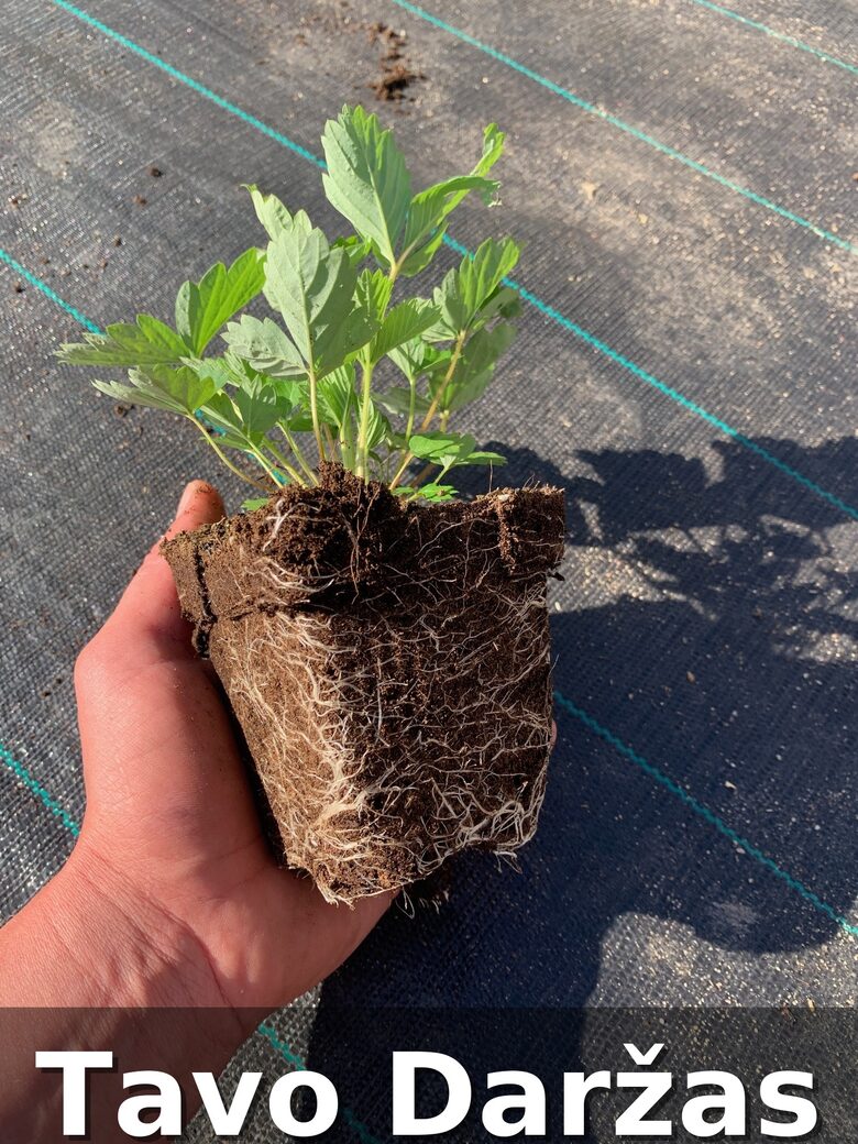 Dviejų mėnesių žemuogių daigas - Tavo Daržas