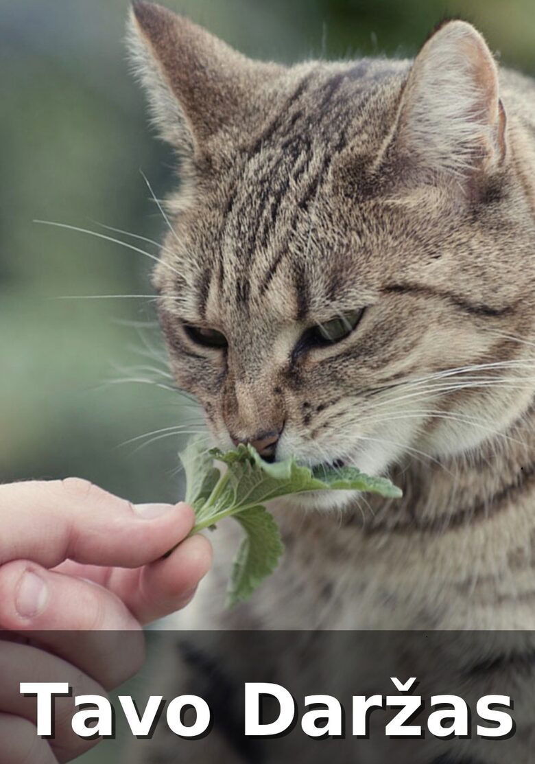 Katžolės daigai - Tavo Daržas