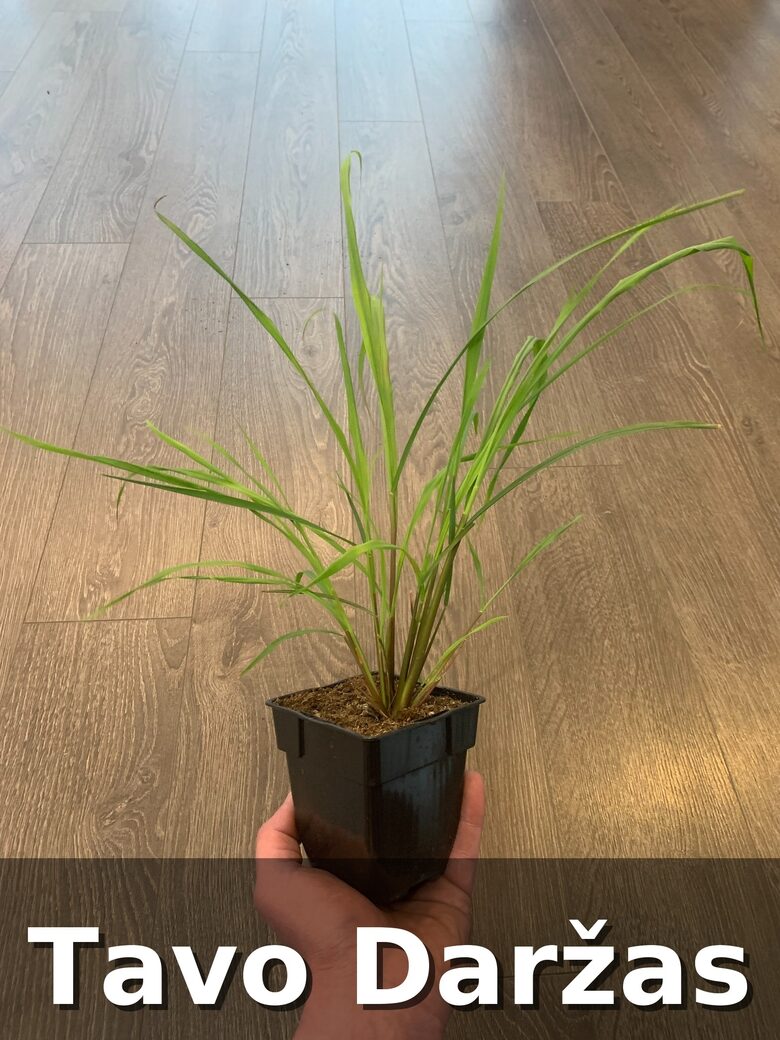 Citrinžolės daigai - Tavo Daržas