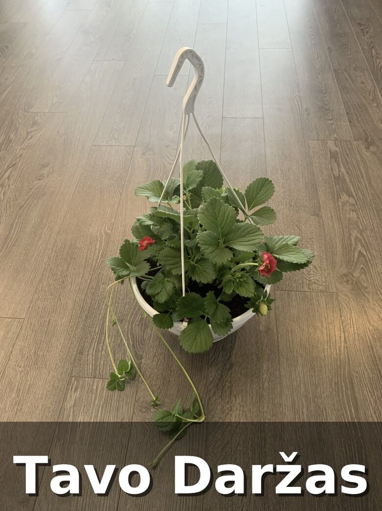 Remontantinių-svyrančių braškių daigai -Tavo Daržas