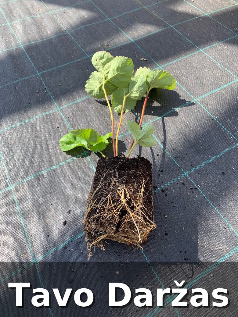 Žembraškių Kupčicha daigai - Tavo Daržas