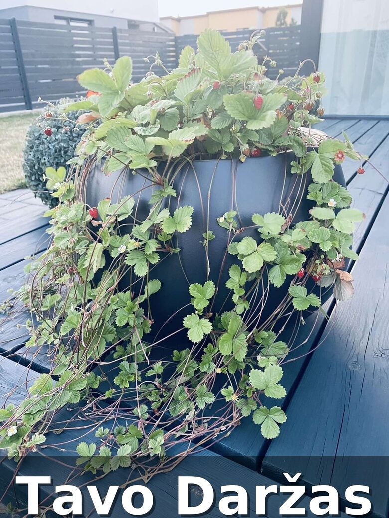 Svyrančių žemuogių daigai - Tavo Daržas