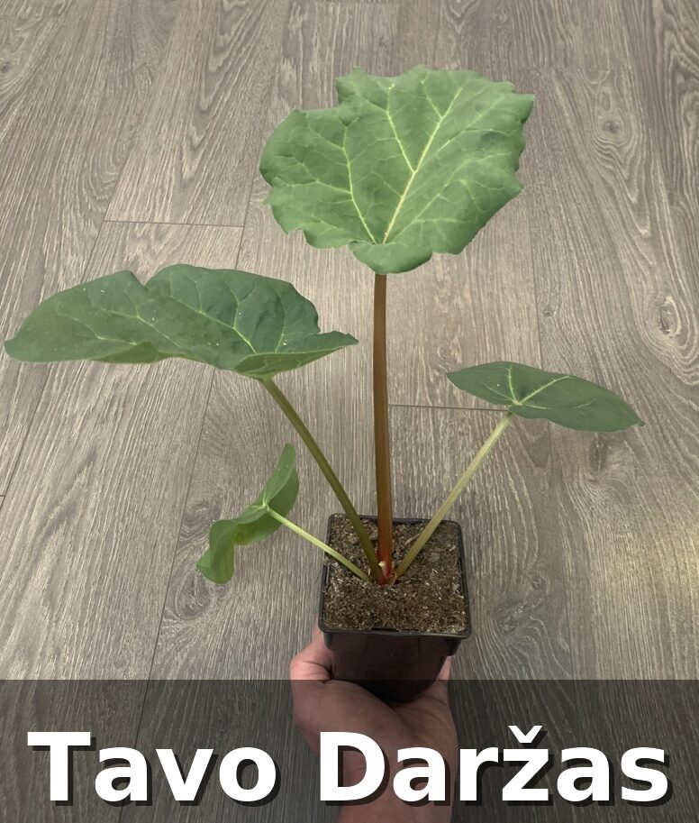 Rabarbarų daigai - Tavo Daržas