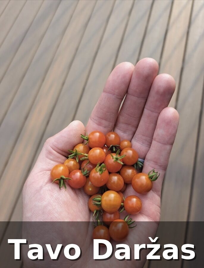 Mažiausių pomidorų daigai - Tavo Daržas