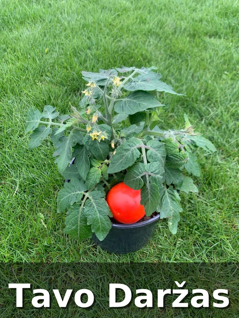 Vazoninių pomidorų daigai - tavo Daržas