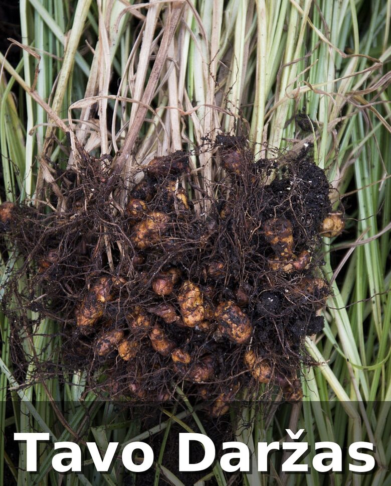 Valgomosios viksvuolės daigai - Tavo Daržas