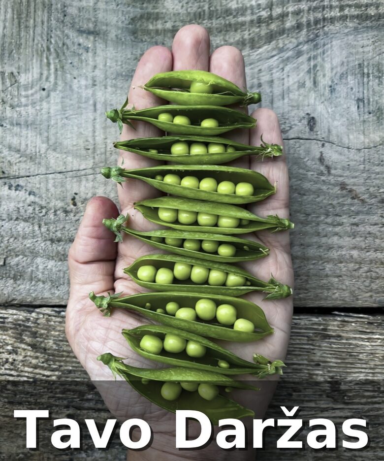 Žirnių daigai - Tavo Daržas