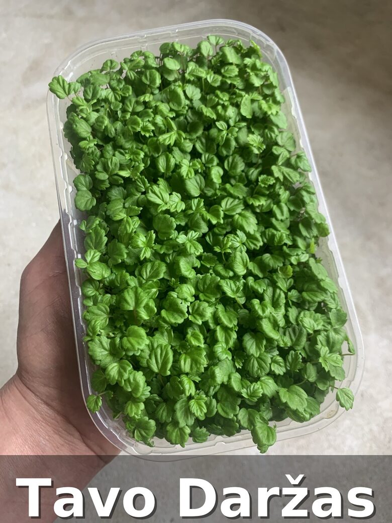 Dviejų savaičių žemuogių daigai - Tavo Daržas