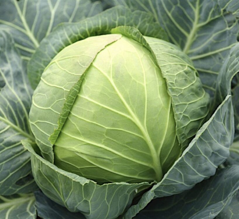 Kaip auginti gūžinius kopūstus