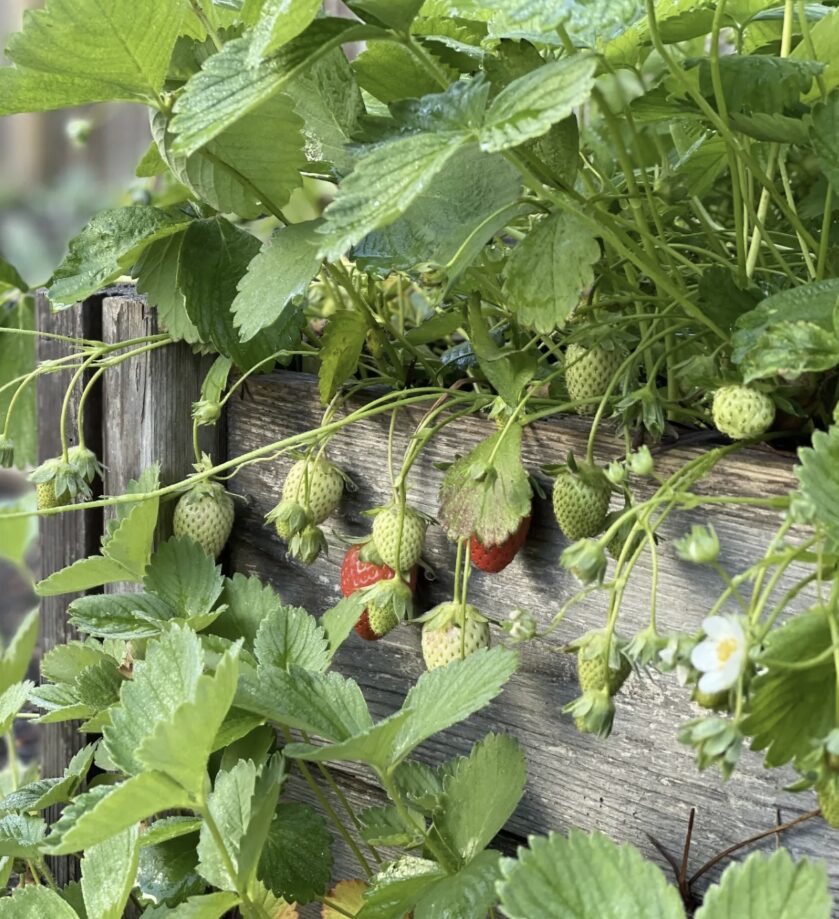 Kaip auginti žemuoges lysvėje?