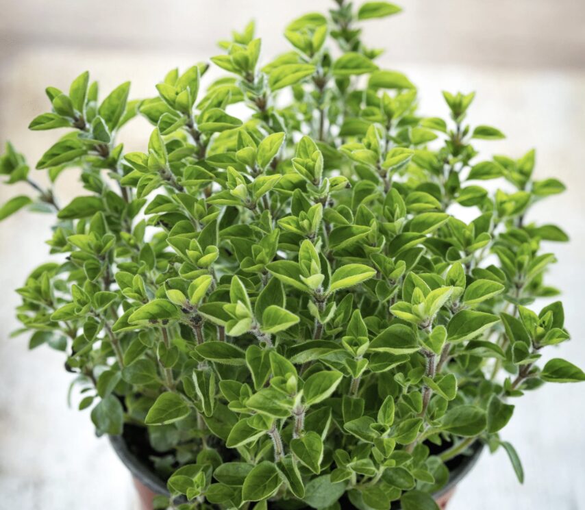 Kaip auginti mairūną?