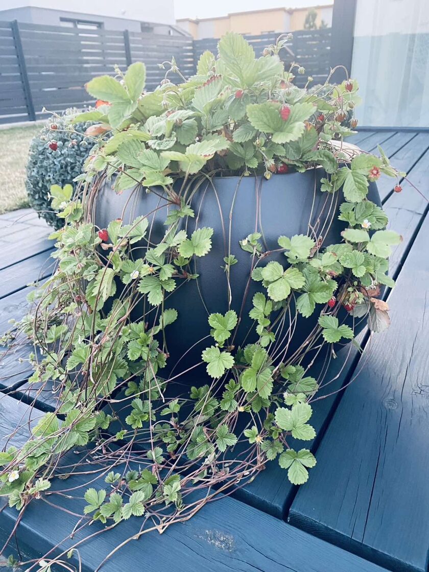 Kaip auginti žemuoges vazonuose?