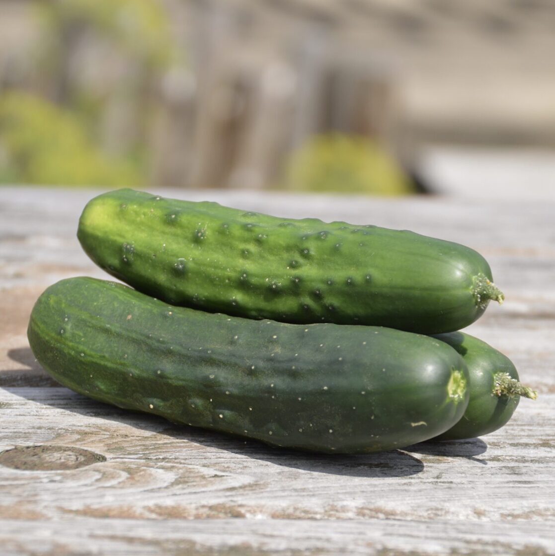Kaip auginti agurkus šiltnamyje?