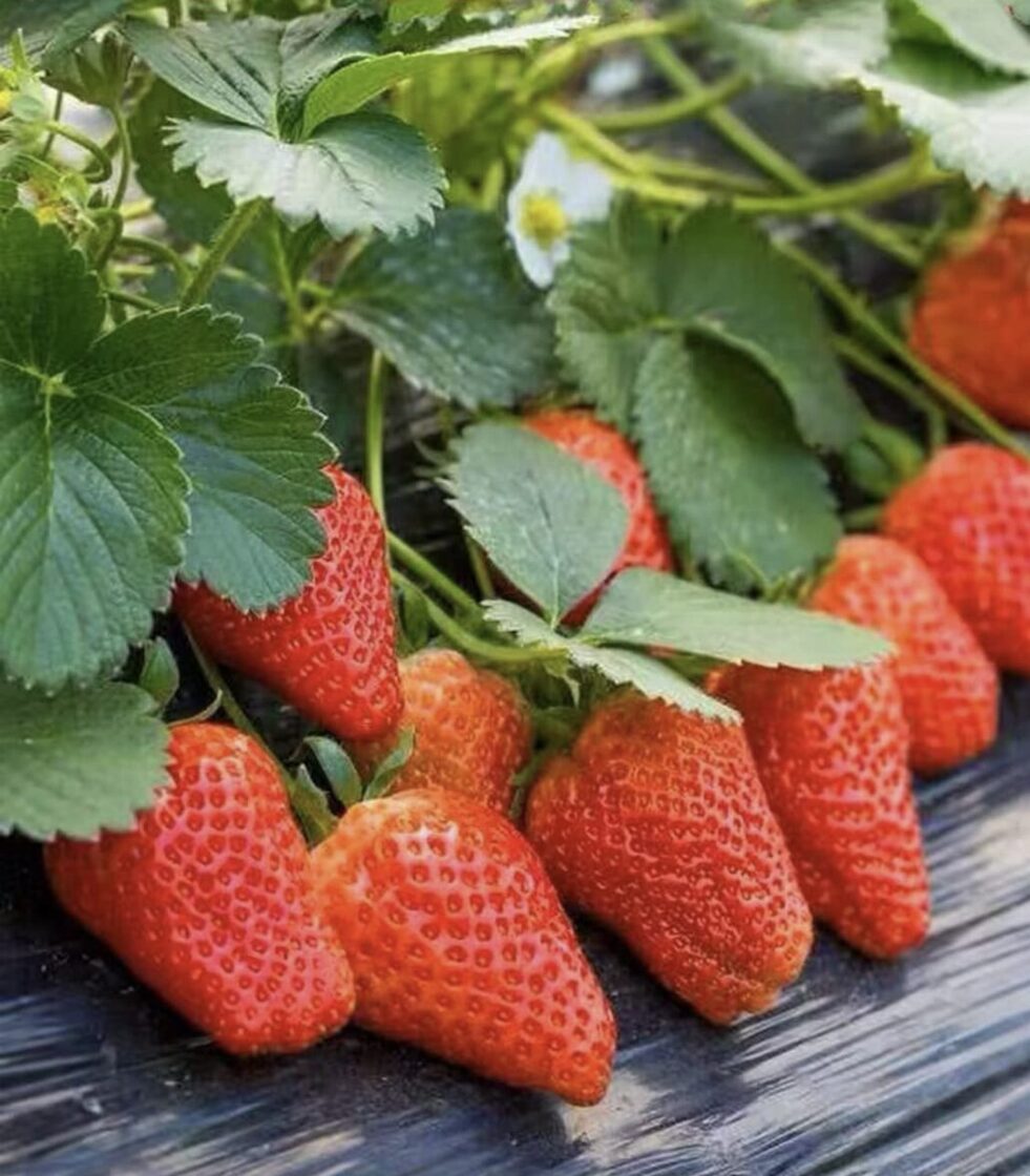 Kaip ir kokias braškes sodinti lauko lysvėje